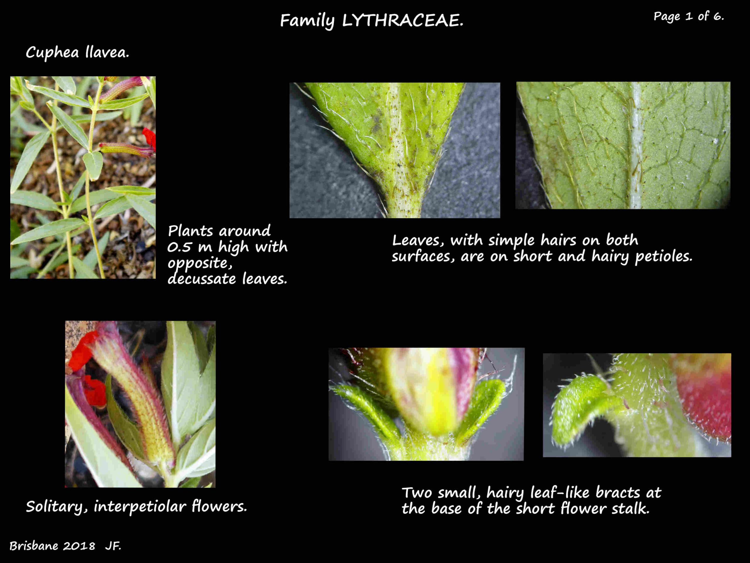 1 Cuphea llavea plant & leaves